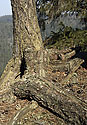 Koeny - hlavn odkaz