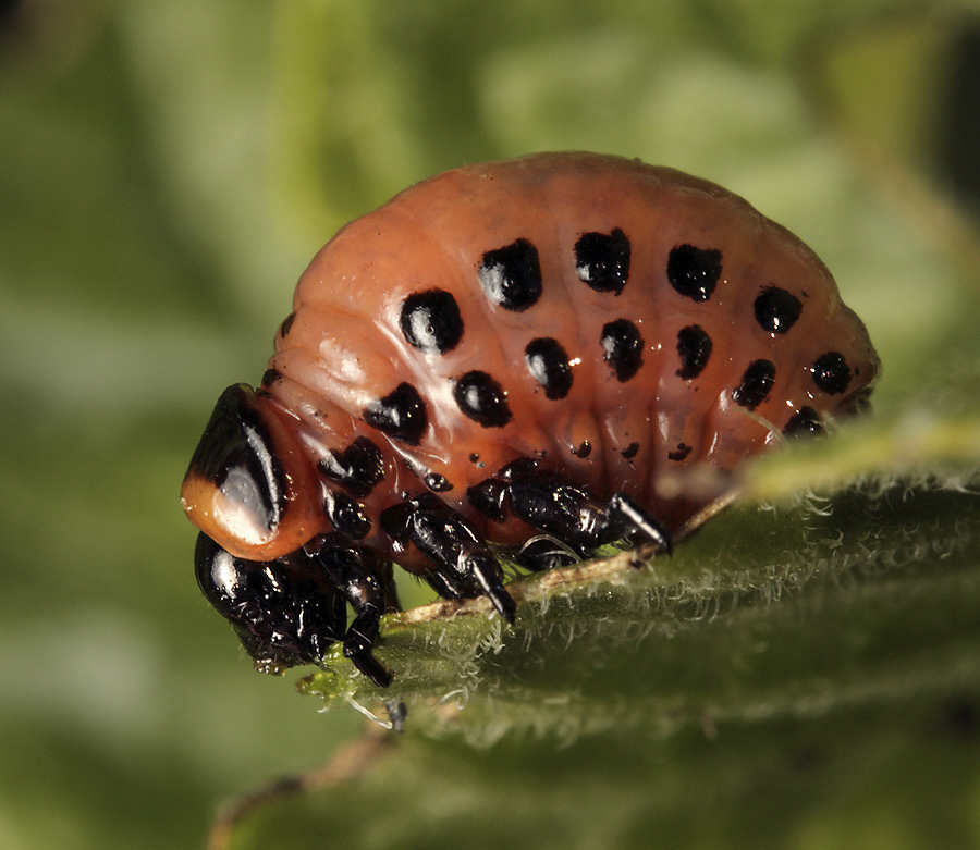 Larva mandelinky bramborov - vt formt