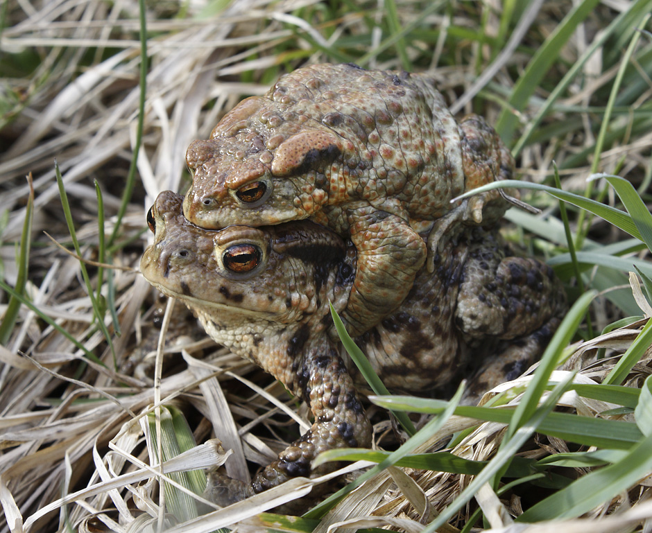 Amplexus ropuch - vt formt