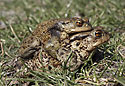 Amplexus ropuch - hlavn odkaz