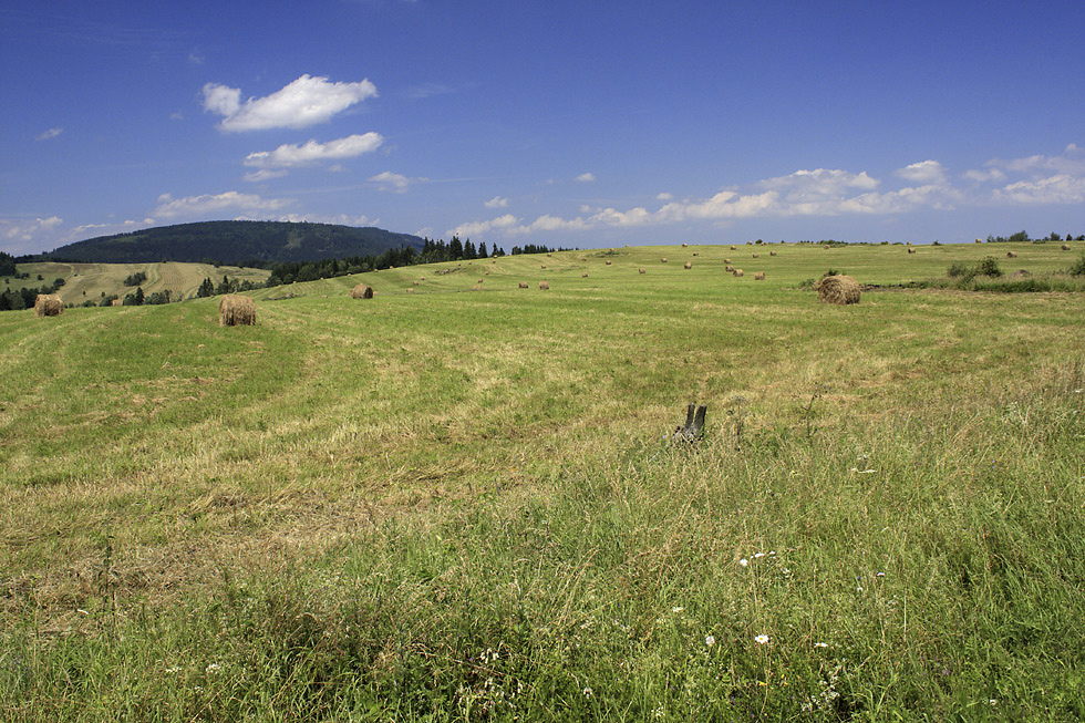 Jedlnik - vt formt