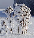 Krajky - hlavn odkaz