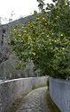 Citrony - hlavn odkaz