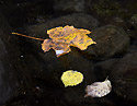 Podzim na Such Kamenici - hlavn odkaz