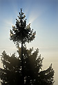Paprsky - hlavn odkaz