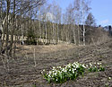 Bledule - hlavn odkaz