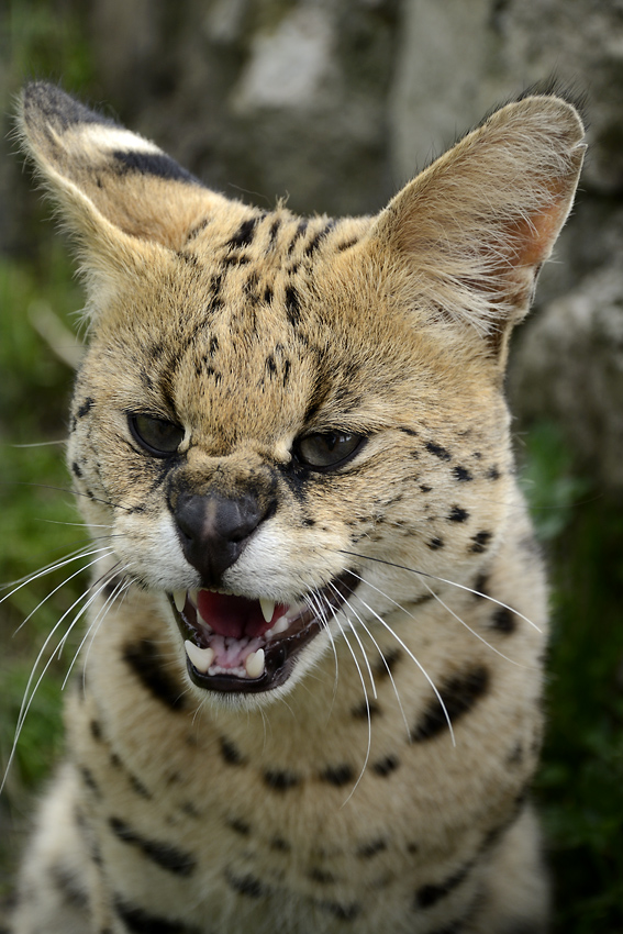 Serval - vt formt