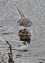 Nutrie - hlavn odkaz