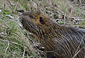 Nutrie - hlavn odkaz