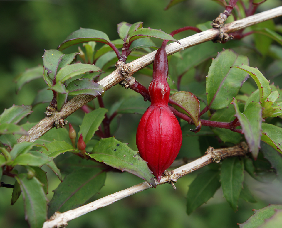 Fuchsie - vt formt