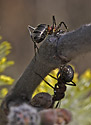 Mravenci na jv - hlavn odkaz