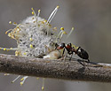 Mravenec na jv - hlavn odkaz