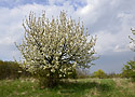 Na amoru - hlavn odkaz