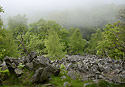 Nevhled - hlavn odkaz