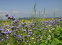 Vegetace - hlavn odkaz
