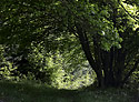 Cesta - hlavn odkaz