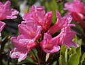 Rhododendrony - hlavn odkaz