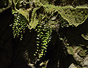 Lampenflora - hlavn odkaz