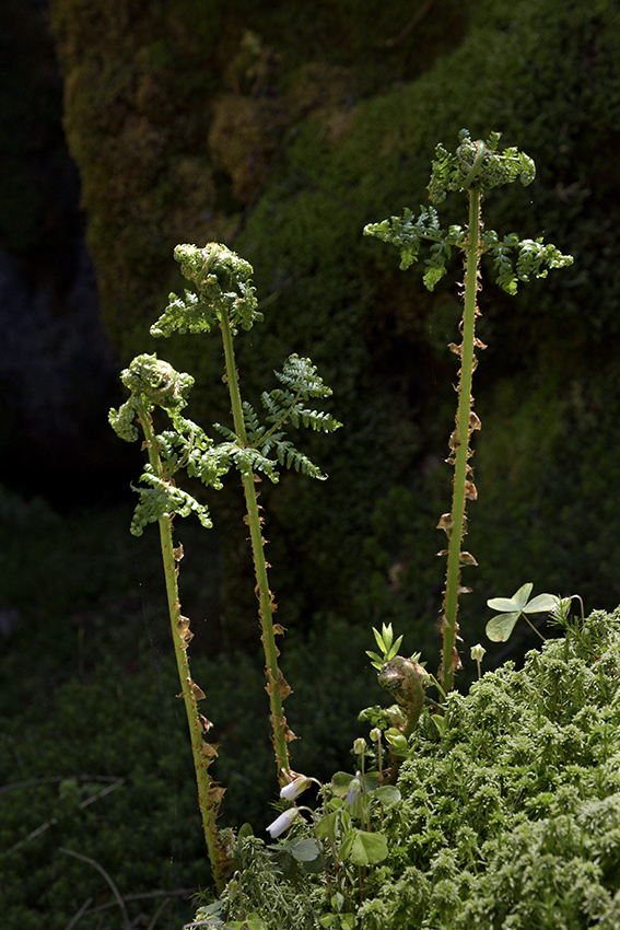 Fern - larger format