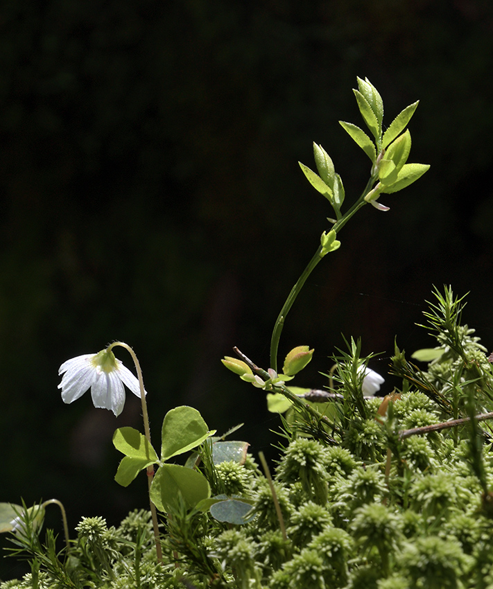 Sorrel, blueberry and moss - larger format