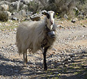 Obyvatelka - hlavn odkaz