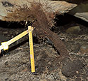 Koenov stalagnt - hlavn odkaz