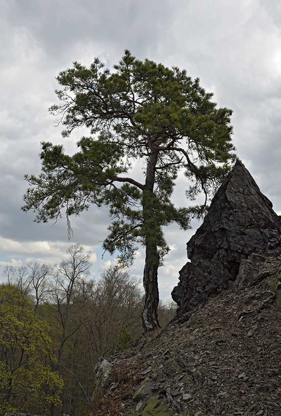 Vrovka - vt formt