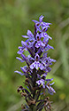 Prstnatec Fuchsv - hlavn odkaz