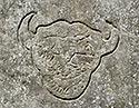 Rytina - hlavn odkaz
