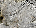 Rytina - hlavn odkaz