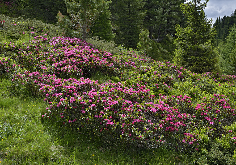 Rhododendrony - vt formt