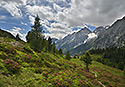 Wildgall - hlavn odkaz
