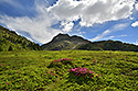 Rhododendrony - hlavn odkaz