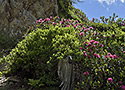 Rhododendrony - hlavn odkaz