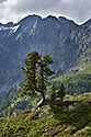 Divnostrom - hlavn odkaz