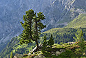 Divnostrom - hlavn odkaz