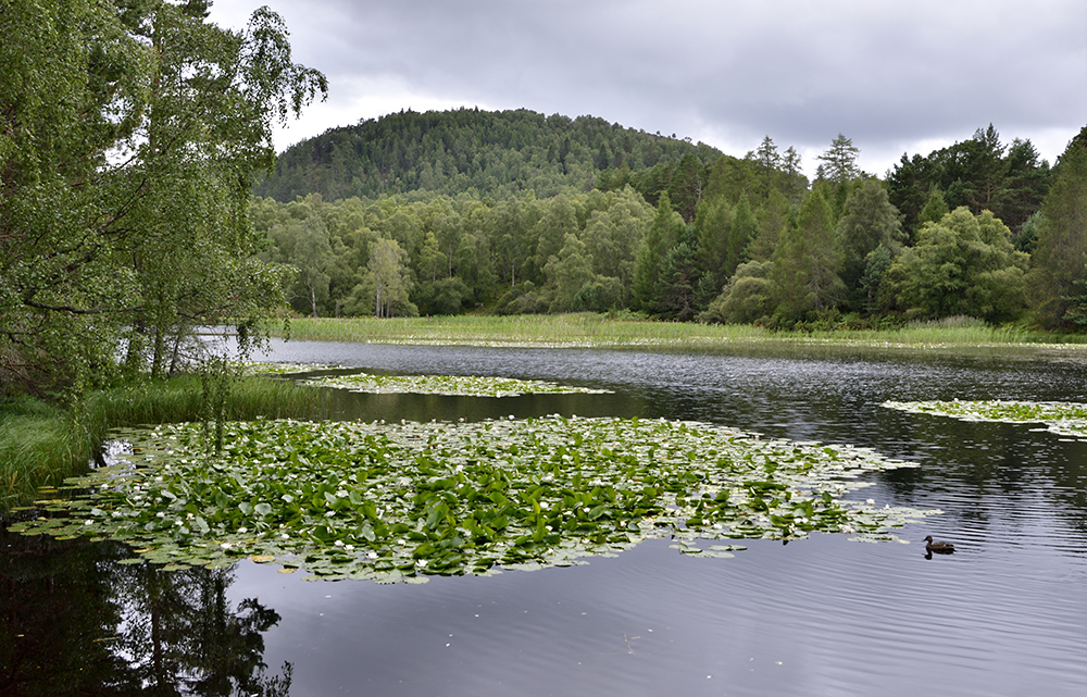 Lochan Mor - vt formt
