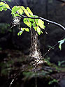 Pavuina - hlavn odkaz