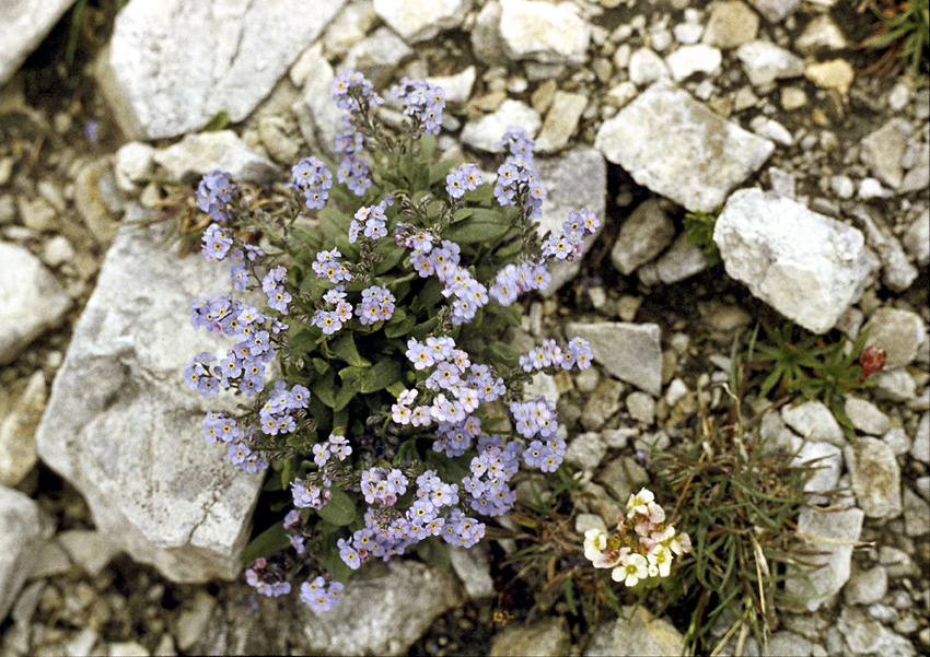 Pirinsk flora - vt formt