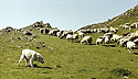 Rilsk pastorle - hlavn odkaz