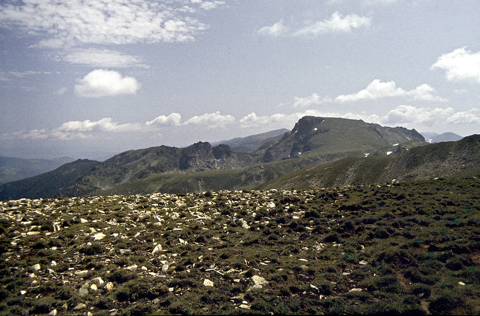 Maljovica - vt formt