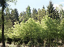 Rozmanitost - hlavn odkaz