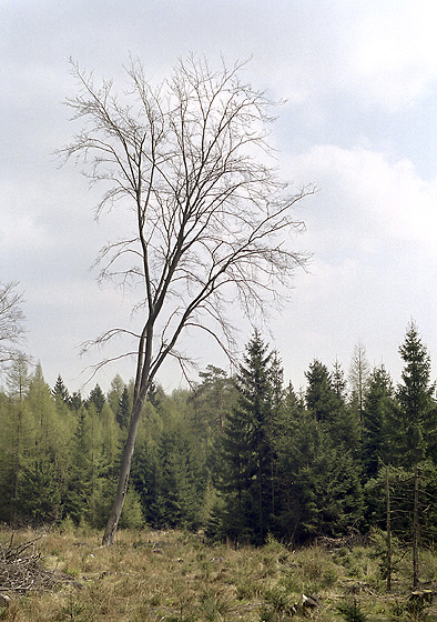 Strce paseky - men formt