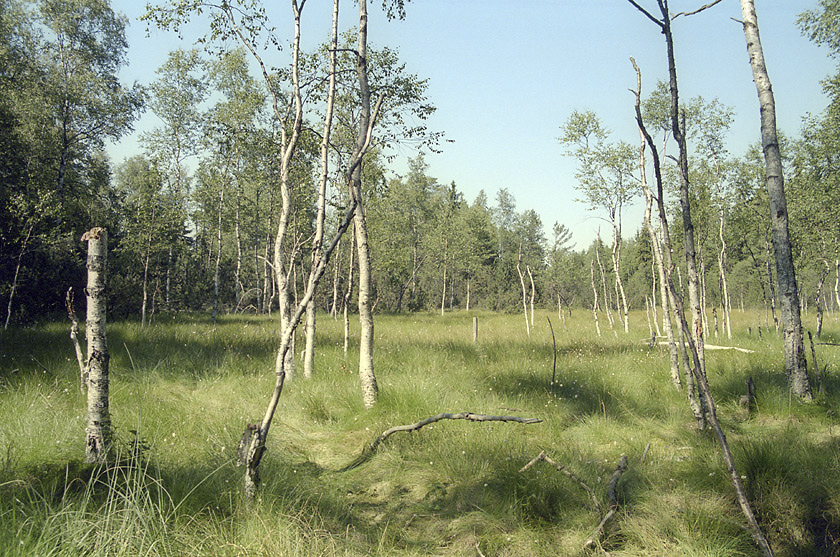 Topielisko - vt formt