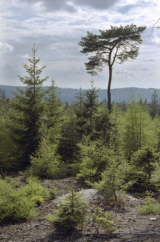 Na Korun - vt formt