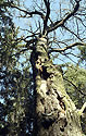 Star strom - hlavn odkaz