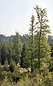 Duby - hlavn odkaz