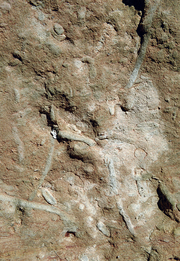 Bioturbace - větší formát