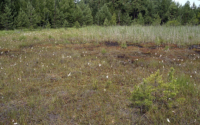 Swamp - men formt