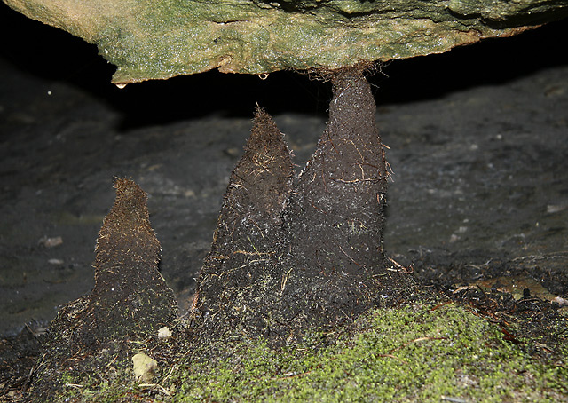 Root stalagmites - smaller format